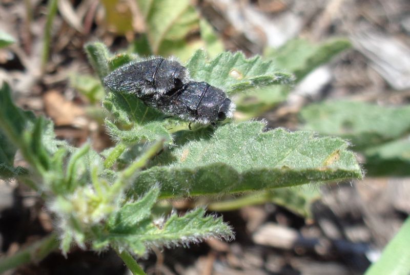 Buprestidae: Acmaeodera cylindrica su geraniacea.